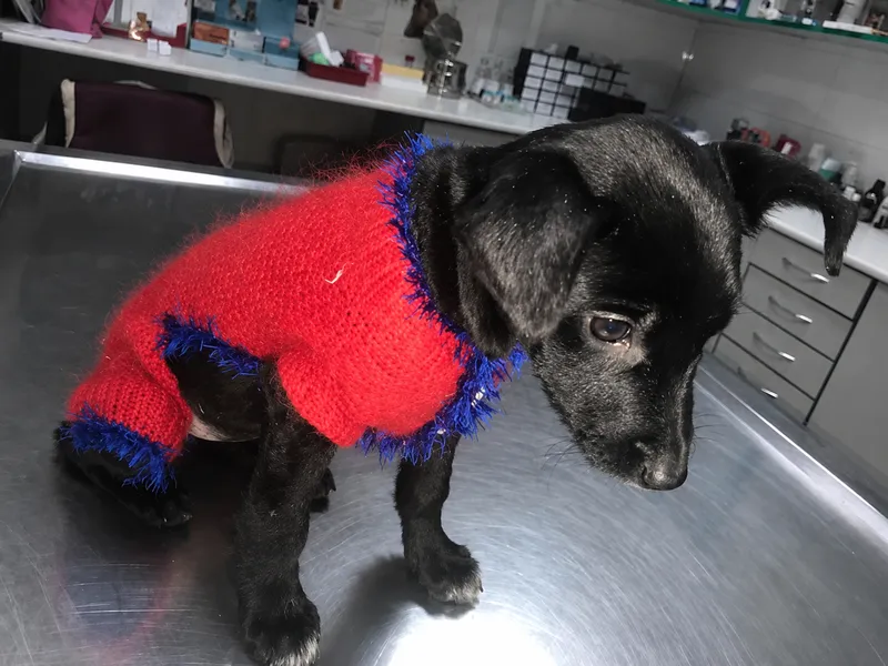 IHelp Dog Saving Stray Lives